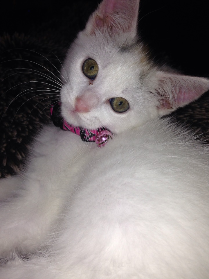 This is a picture of my cat Nala.